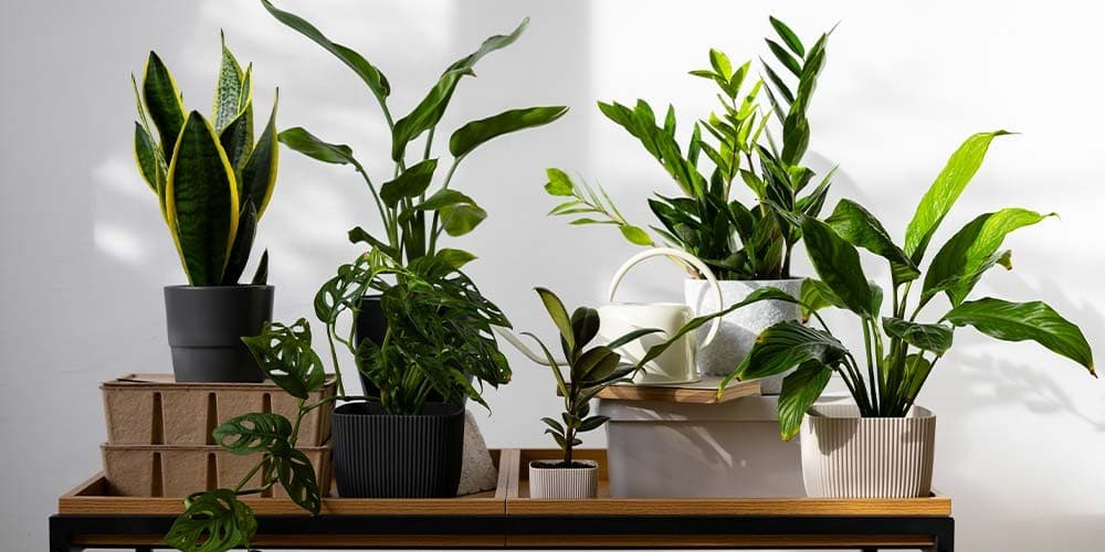 best-indoor-plants.jpg
