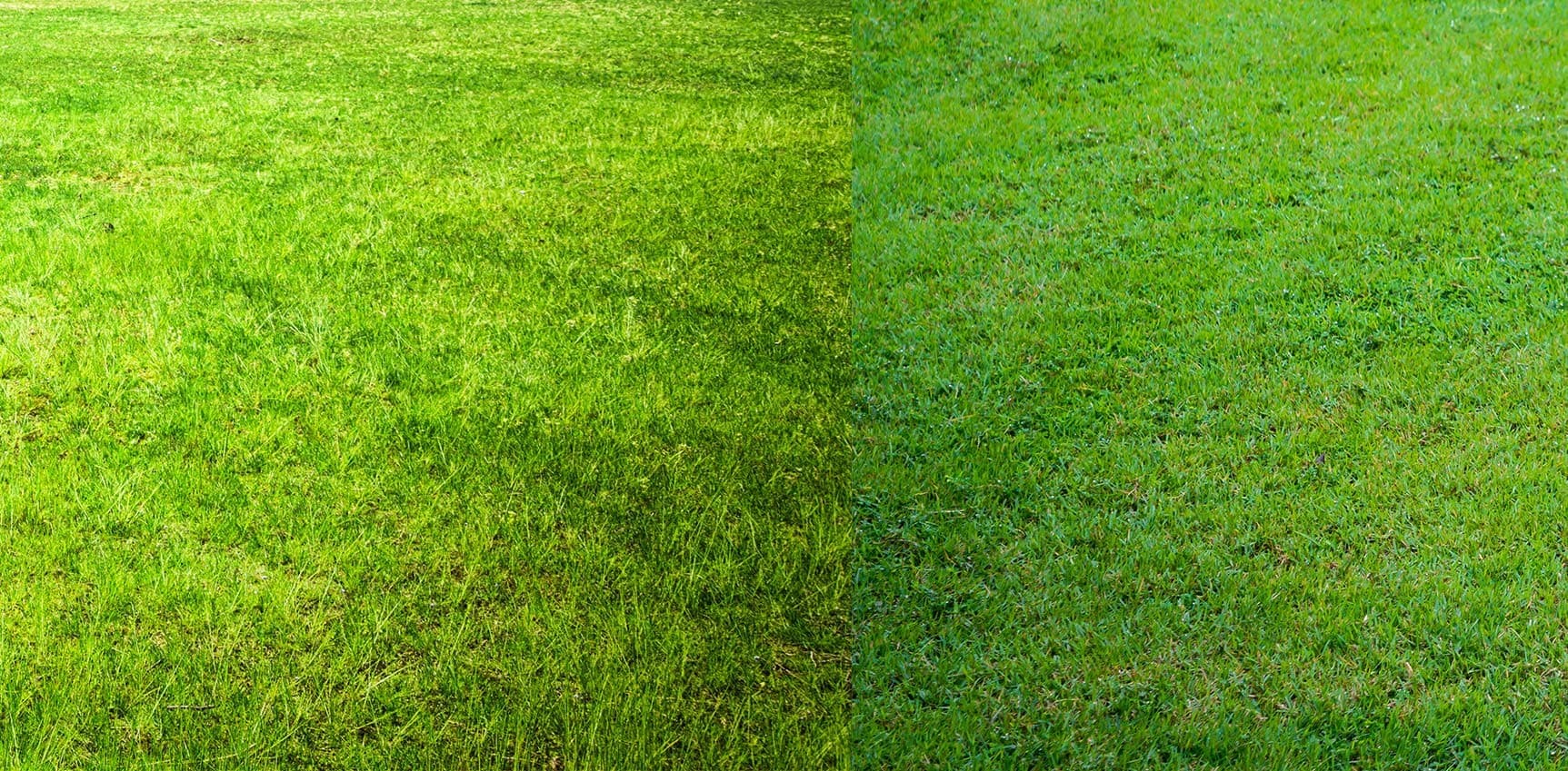 bestType-of-Grass-for-Your-Lawn.jpg